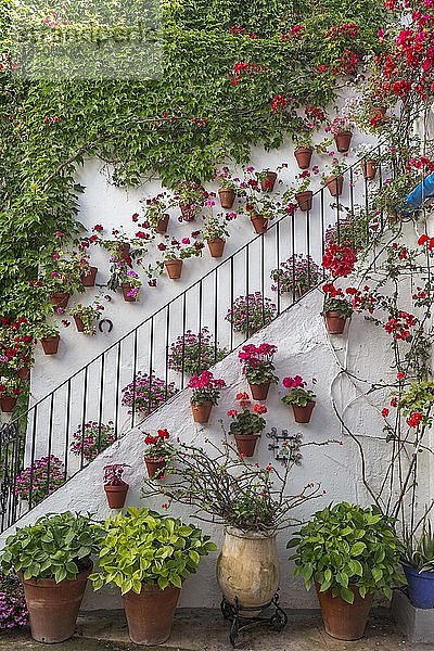 Viele rote Blumen an einer Hauswand  Treppe  Fiesta de los Patios  Córdoba  Andalusien  Spanien  Europa