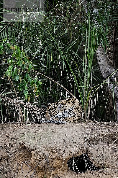 Jaguar (Panthera onca) ruht am Ufer des Rio Negro  dichte Vegetation  Barranco Alto  Pantanal  Mato Grosso do Sul  Brasilien  Südamerika