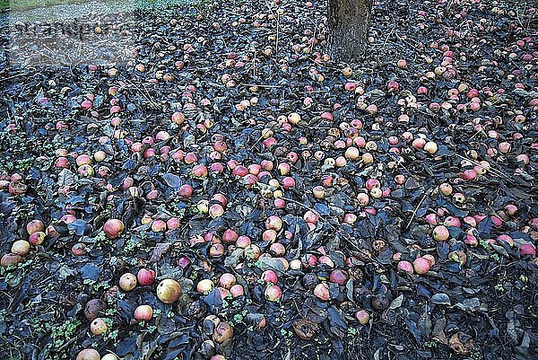 Fallobst  Äpfel (Malus) in Blättern unter einem Apfelbaum  Bayern  Deutschland  Europa