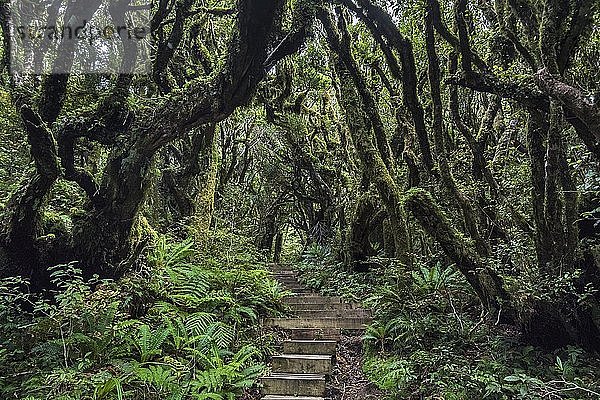 Pfad  Treppe im Regenwald  Egmont National Park  Mount Taranaki  Taranaki  Nordinsel  Neuseeland  Ozeanien