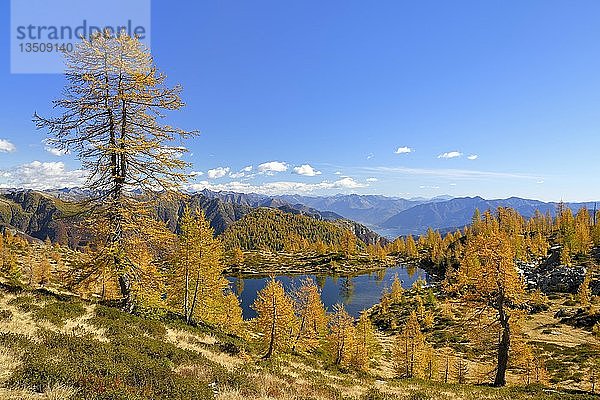 Lärchen (Larix) in Herbstfärbung am Laghetto dei Salei  Onsernonetal  Kanton Tessin  Schweiz  Europa