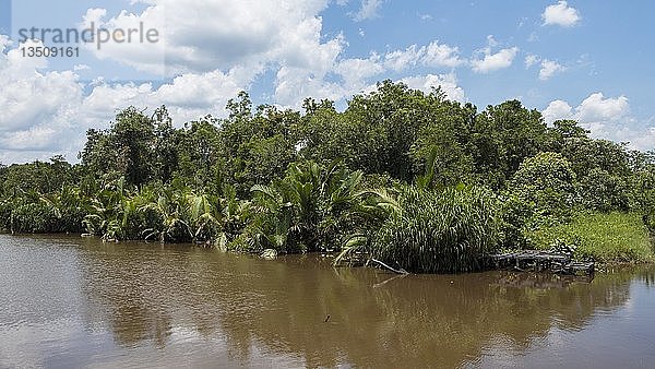 Dichtes Ufer mit Palmen  Flusslandschaft am Sungai Sekonyer  Tanjung Puting National Park  Zentral Kalimantan  Borneo  Indonesien  Asien