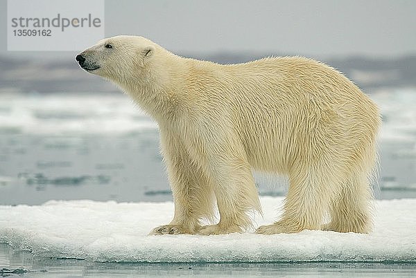 Eisbär (Ursus maritimus) stehend auf Eisscholle  Spitzbergen  Norwegische Arktis  Norwegen  Europa