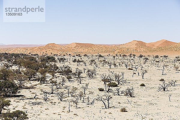 Luftaufnahme  Kameldornbäume (Acacia erioloba) im Tsondab-Trockenfluss  Namib-Wüste  Namib-Naukluft-Nationalpark  Namibia  Afrika