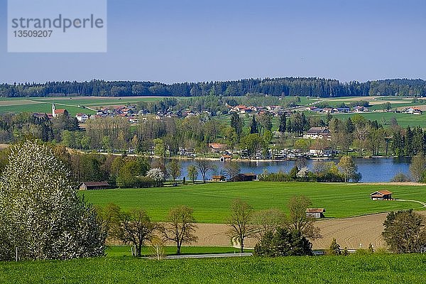 Blick vom Mühlberg auf Gaden und Waginger See  Waging  Rupertiwinkel  Chiemgau  Oberbayern  Bayern  Deutschland  Europa