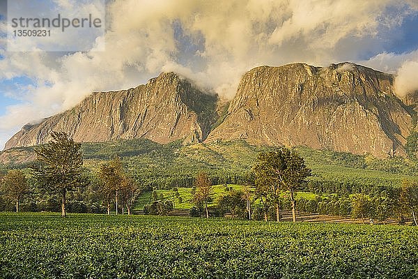 Teeplantage am Berg Mulanje  Malawi  Afrika