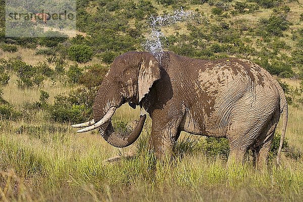 Afrikanischer Elefant (Loxodonta africana)  bespritzt sich beim Trinken am Wasserloch mit Wasser  Pilanesberg National Park  Pilanesberg Game Reserve  Südafrika  Afrika