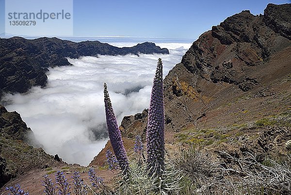 Echium wildpretii (Echium wildpretii) vor der Caldera de Taburiente  Roque de los Muchachos  Nationalpark Caldera de Taburiente  La Palma  Kanarische Inseln  Spanien  Europa