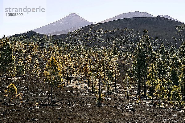 Kanarische Kiefern (Pinus canariensis) in vulkanischer Landschaft  dahinter der Vulkan Teide  Nationalpark Teide  Teneriffa  Kanarische Inseln  Spanien  Europa