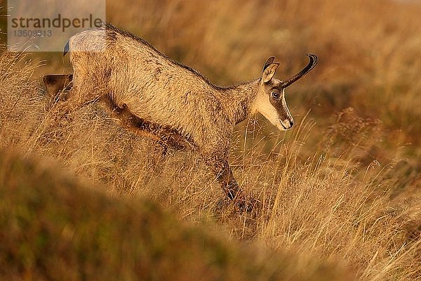 Gämse (Rupicapra rupicapra)  stehend auf einer Wiese  Vogesen  Frankreich  Europa