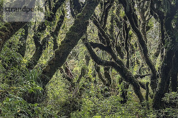 Mit dichtem Moos bewachsene Bäume im Regenwald  Goblin Forest  Egmont National Park  Taranaki  Nordinsel  Neuseeland  Ozeanien
