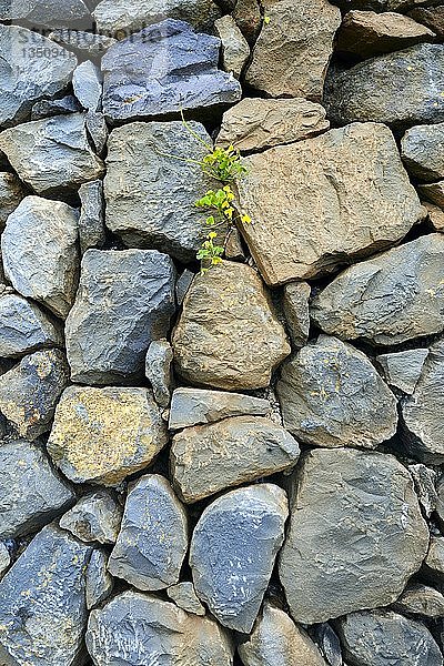 Klee wächst zwischen Steinen in einer Mauer  Lavafelsen  Teneriffa  Kanarische Inseln  Spanien  Europa