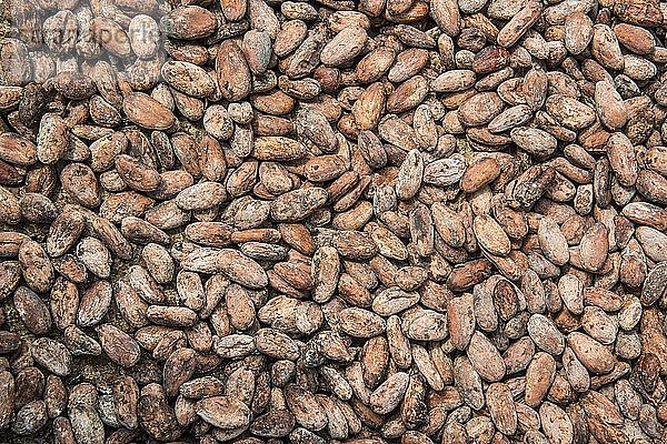 Kakaobohnen zum Trocknen  Roça Monte Forte  Neves  São Tomé und Príncipe