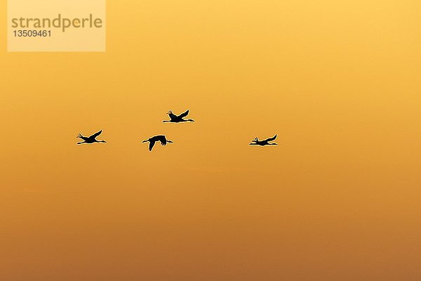 Kraniche (Grus grus)  Flug bei Sonnenuntergang  Nationalpark Vorpommersches Haff  Mecklenburg-Vorpommern  Deutschland  Europa