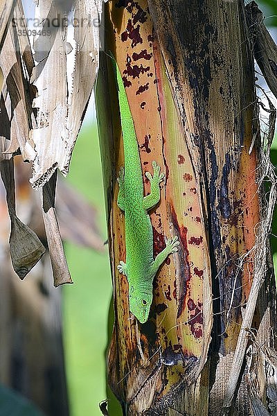 Seychellen-Riesentaggecko (Phelsuma sundbergi sundbergi)  Insel Praslin  Seychellen  Afrika