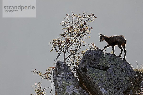 Gämse (Rupicapra rupicapra)  Jungtier auf einem Felsen stehend  Vogesen  Frankreich  Europa