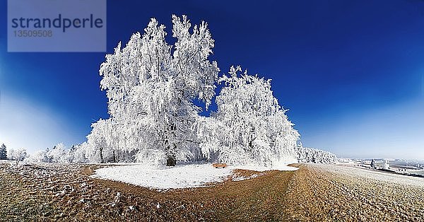Frostbedeckte Bäume unter einem tiefblauen Himmel bei Eichstätt  Pietenfeld  Bayern  Deutschland  Europa