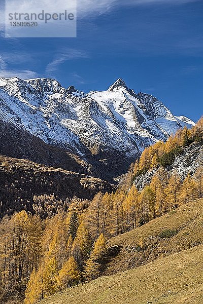 Herbstliche Lärchen vor dem schneebedeckten GroÃŸglockner  GroÃŸglockner Hochalpenstraße  Nationalpark Hohe Tauern  Kärnten  Österreich  Europa