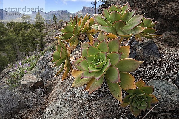 Dickblattgewächs (Aeonium percarneum) in den Bergen von Gran Canaria  Kanarische Inseln  Spanien  Europa