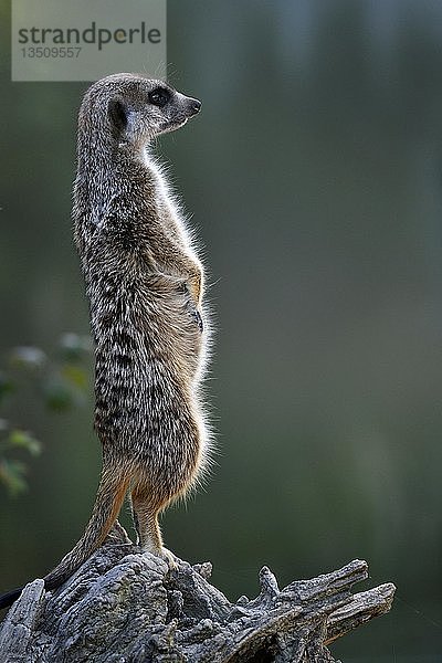 Erdmännchen (Suricata suricatta)  Ausschau haltend  in Gefangenschaft  Deutschland  Europa