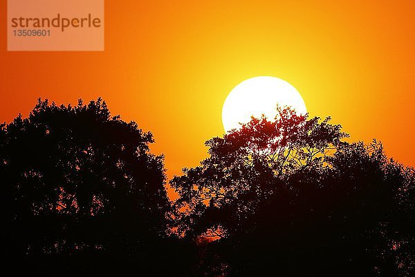 Sonne hinter Bäumen  Sonnenuntergang  Naturschutzgebiet Oberalsterniederung  Schleswig-Holstein  Deutschland  Europa