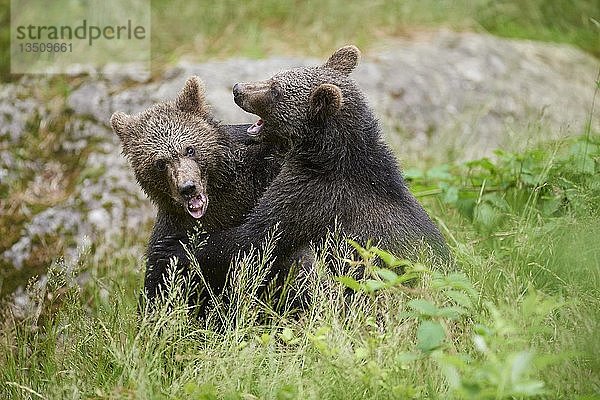 Nahaufnahme von zwei eurasischen Braunbären (Ursus arctos arctos)  Jungtiere spielen auf einer Wiese  Nationalpark Bayerischer Wald  Bayern  Deutschland  Europa