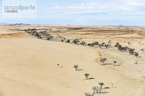 Luftaufnahme  grüne Bäume im trockenen Flusslauf  Namib-Naukluft-Nationalpark  Erongo-Region  Namibia  Afrika