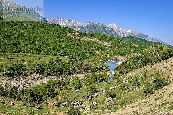 Ziegenherde  Fluss Vjosa  Oberes Vjosa-Tal  bei Çarçovë  Nemërçka-Gebirge  Bezirk Gjirokastra  Gjirokastër  Albanien  Europa