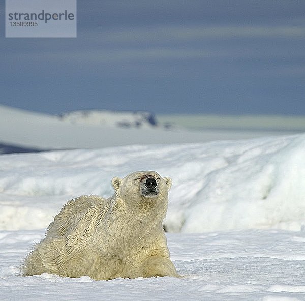 Eisbär (Ursus maritimus) liegt gemütlich im Schnee  Svalbard  Norwegische Arktis  Norwegen  Europa