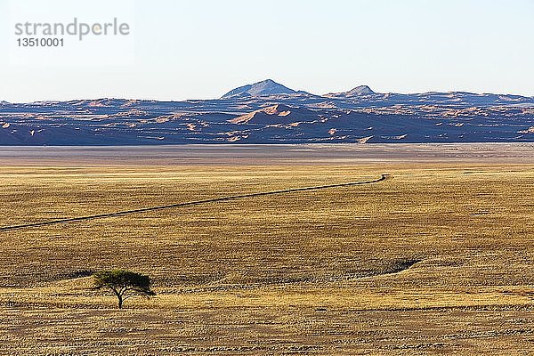 Schirmdorn-Akazie (Acacia tortilis)  Dünen der Namib-Wüste im Hintergrund  Namib-Naukluft-Nationalpark  Namibia  Afrika