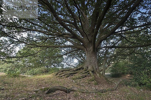 Waldweideeiche (Quercus robur)  Emsland  Niedersachsen  Deutschland  Europa