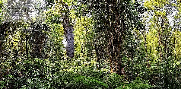Subtropischer Regenwald  Kauri-Baum (Agathis australis) im Hintergrund  T?ne Mahuta  Herr des Waldes  größter lebender Kauri-Baum  Waipoua Forest  Nordinsel  Neuseeland  Ozeanien