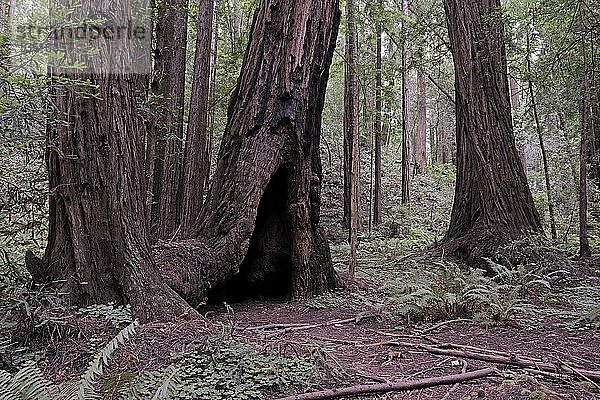 Vegetation und Küstenmammutbäume (Sequoia sempervirens)  Muir Woods National Park  Kalifornien  USA  Nordamerika