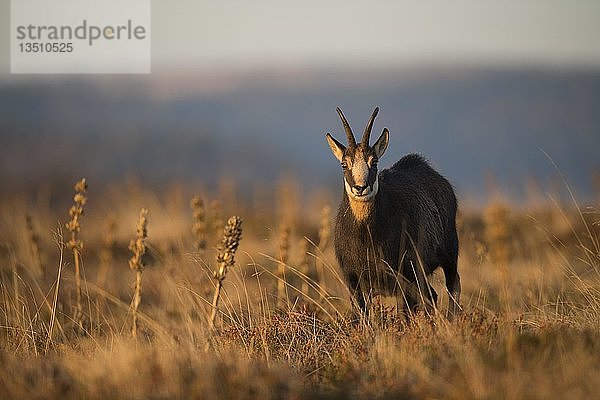 Gämse (Rupicapra rupicapra)  Vogesen  Frankreich  Europa