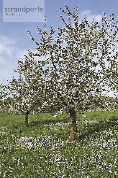 Frühlingswiese mit blühenden Kirschbäumen in Basel-Landschaft  Schweiz  Europa