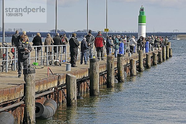 Angler auf der Seebrücke beim Heringsfang im historischen Hafen von Stralsund  Mecklenburg-Vorpommern  Deutschland  Europa  PublicGround  Europa