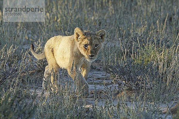 Afrikanischer Löwe (Panthera leo)  Löwenjunge im trockenen Gras  Kgalagadi Transfrontier Park  Nordkap  Südafrika  Afrika
