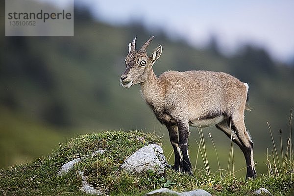 Alpensteinbock (Capra ibex)  Niederhorn  Schweiz  Europa