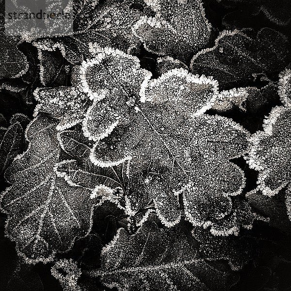 Blätter bedeckt mit Frost im Winter  monochrom  Hintergrundbild