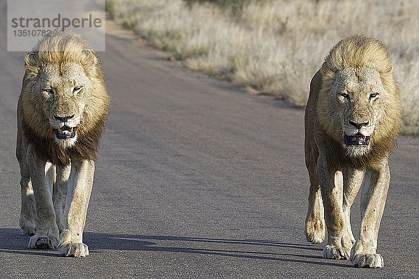 Afrikanische Löwen (Panthera leo)  zwei erwachsene Männchen auf einer geteerten Straße  Krüger-Nationalpark  Südafrika  Afrika