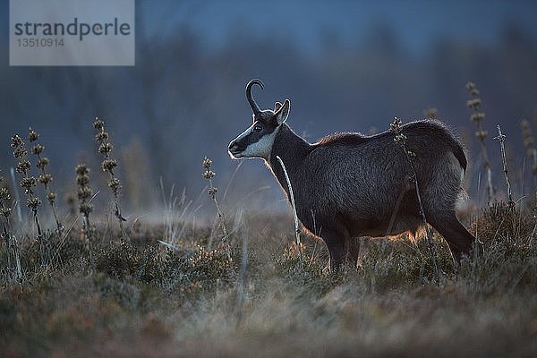 Gämse (Rupicapra rupicapra) in der Morgendämmerung  Vogesen  Frankreich  Europa