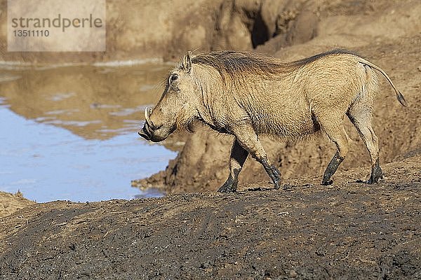 Gewöhnliches Warzenschwein (Phacochoerus africanus)  erwachsen  an einem Wasserloch  Addo Elephant National Park  Ostkap  Südafrika  Afrika