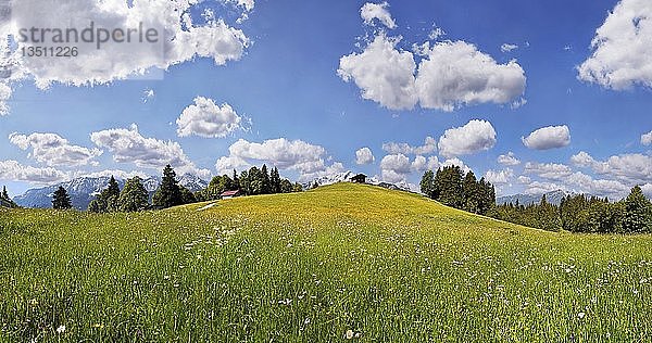 Saftig grüne Bergwiese mit weißen Wolken vor blauem Himmel beim Eckbauer  Eckbauer  Garmisch-Partenkirchen  Oberbayern  Bayern  Deutschland  Europa