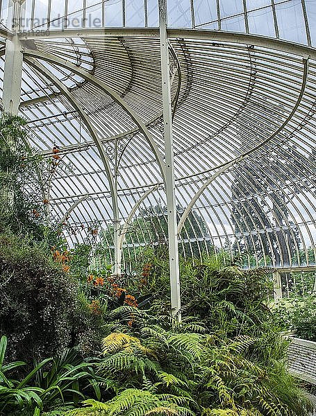 Gewächshaus von 1849  auch Curvilinear Range genannt  Botanischer Garten  Architekt Richard Turner  Innenansicht  Dublin  Irland  Europa