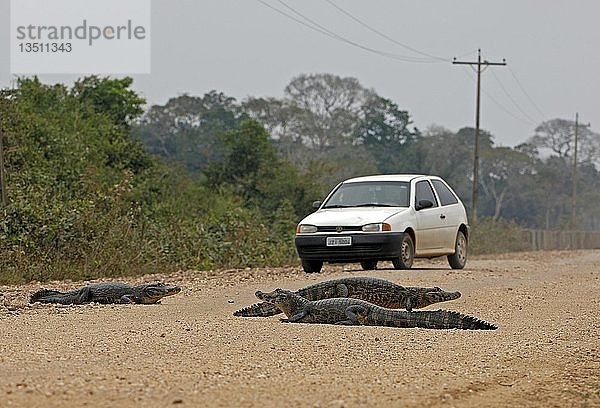 Kaimane auf der Straße transpantaneira in Pantanal  Brasilien