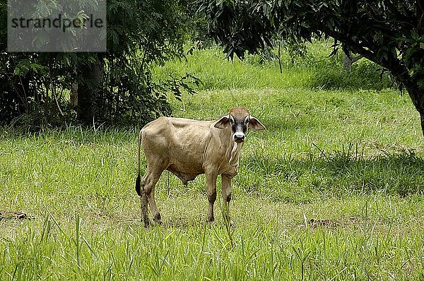 Zebu-Rinder in Nordthailand