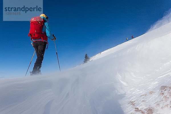 Skitour  Skitourenführer im Aufstieg  Sturm an einer Wechte  Krinnenspitze  Tannheimer Berge  Österreich  Europa