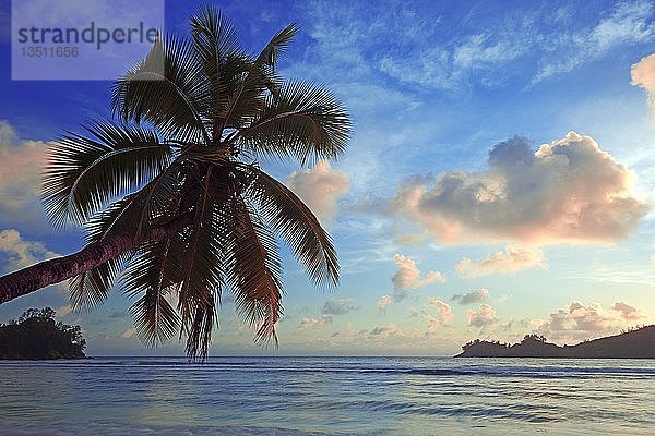 Überhängende Kokospalme  Abendlicht  Baie Lazare Bucht  Mahe  Westküste  Seychellen  Afrika