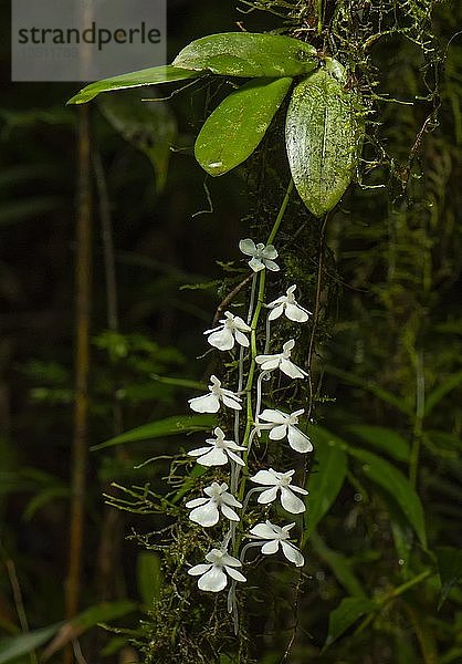 Orchidee im Regenwald von Ranomafana  Südost-Madagaskar  Madagaskar  Afrika
