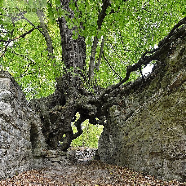 Alte Linde  die an den Mauern einer Burgruine wächst  Wurzeln bilden ein Tor  Lauenburg  Harz  Sachsen-Anhalt  Deutschland  Europa